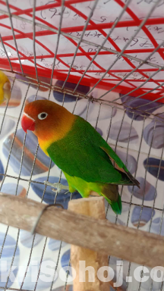 Green Fisher Love Bird